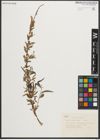 Foto von Salix nigra Marshall